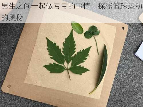男生之间一起做亏亏的事情:探秘篮球运动的奥秘
