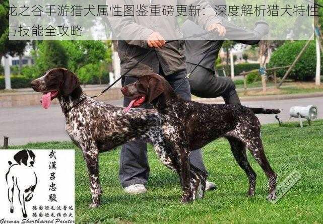 龙之谷手游猎犬属性图鉴重磅更新:深度解析猎犬特性与技能全攻略