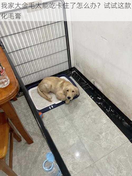 我家大金毛太能吃卡住了怎么办?试试这款化毛膏